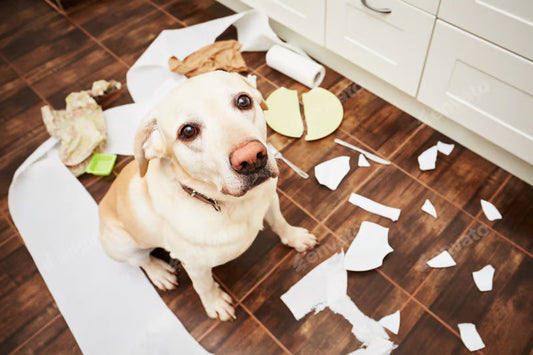 Comment éviter l'ennuis chez son chien : 10 idées d'enrichissement - Kyco