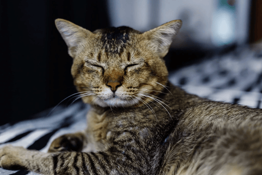 Comment savoir si mon chat est blasé ? Reconnaître les signes d’un mal-être félin et y remédier naturellement