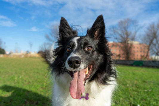Comment éviter le coup de chaleur chez le chien