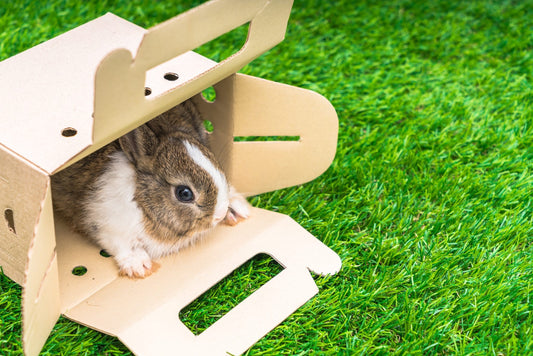 Comment bien accueillir son lapin à la maison : le guide du premier jour… et des suivants