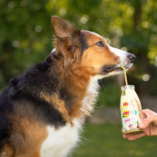 Smoothie pour chien Pinapawlada - Edition limitée été 2025