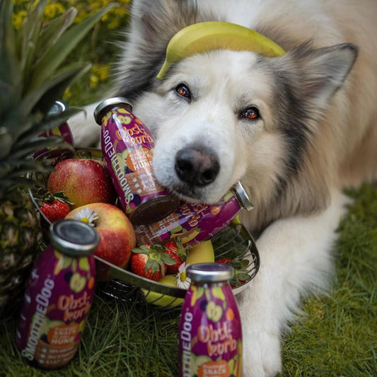 husky avec une banane sur la tête sui tient une corbeille avec des fruit et des smoothies pour chien