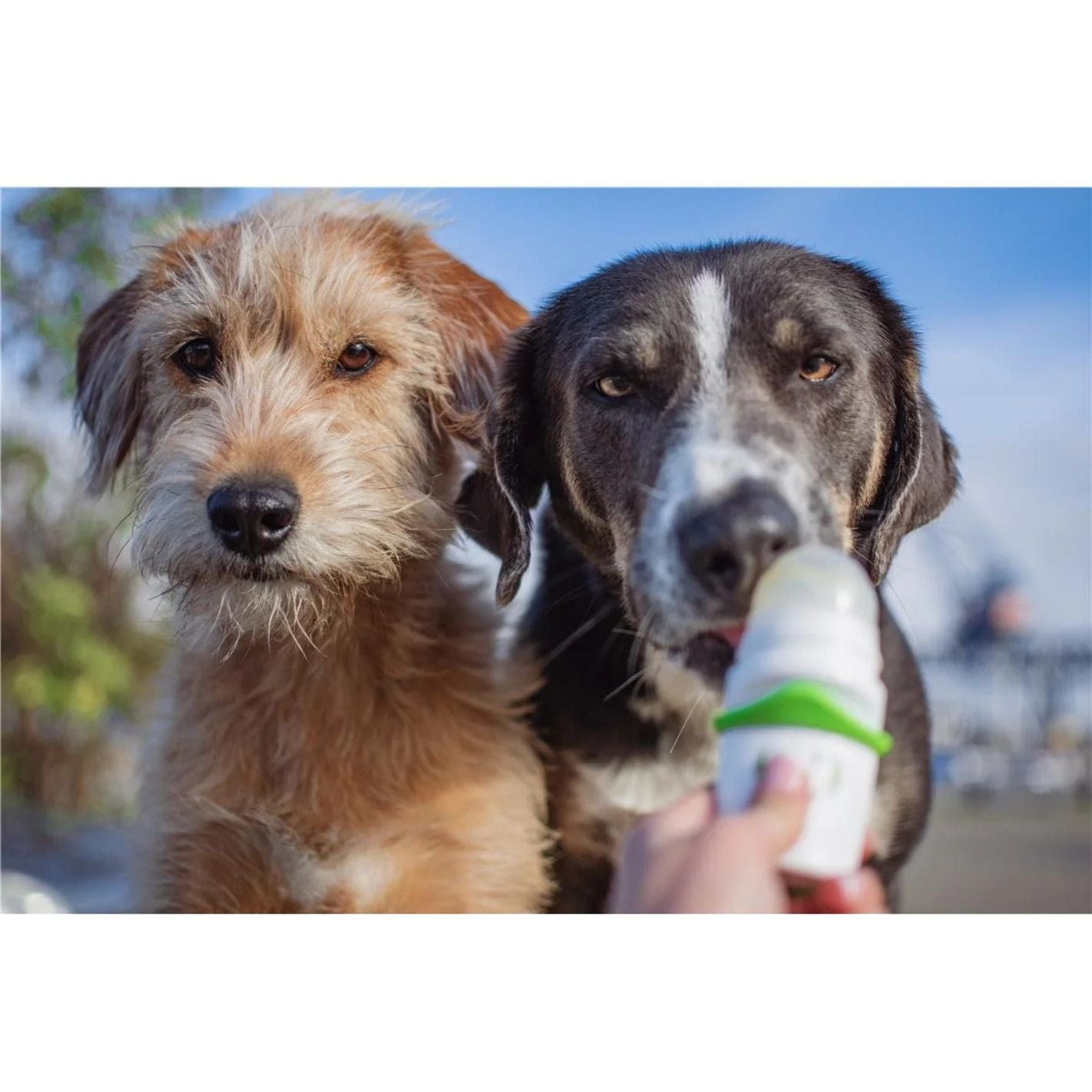 Doggy roller - distributeur de récompenses liquides