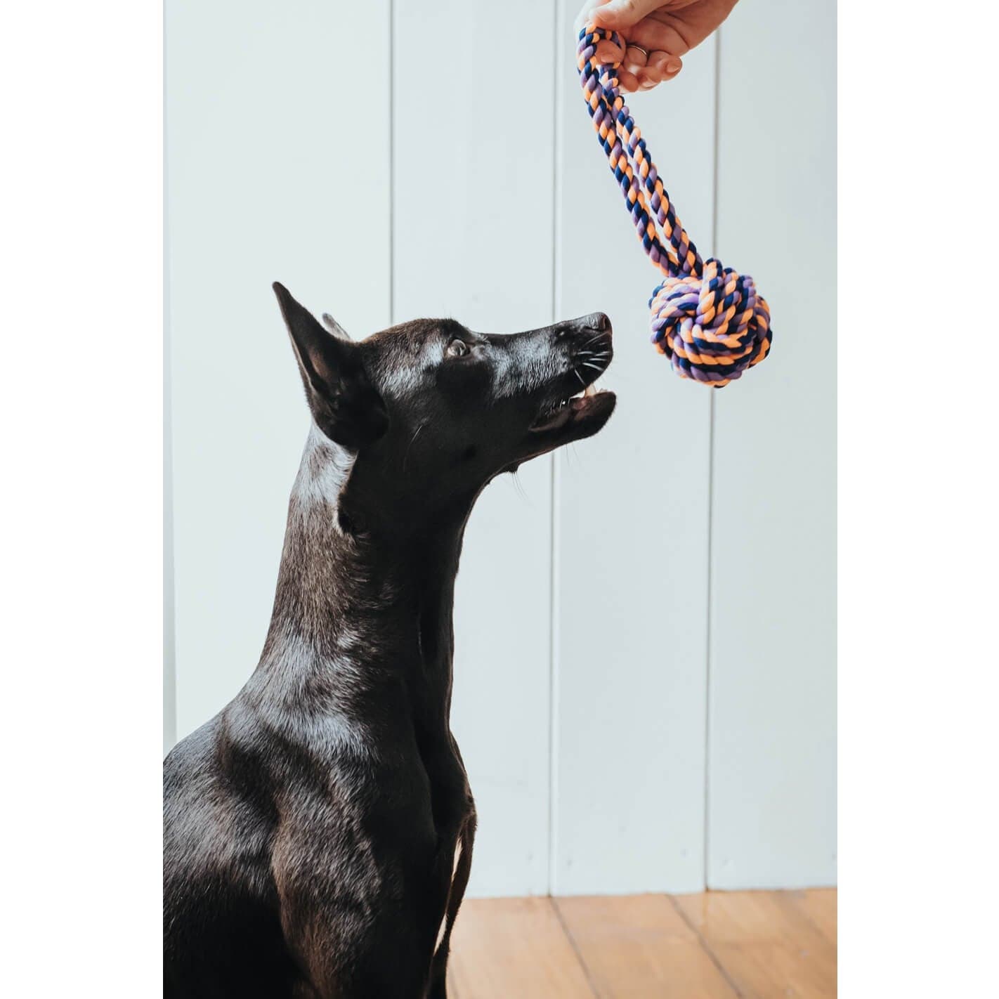 Corde de mastication pour chien