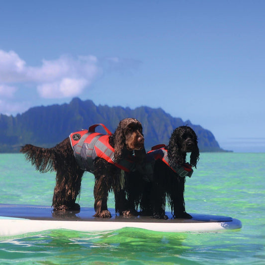 chiens debout sur padle flottant sur l'eau turquoise