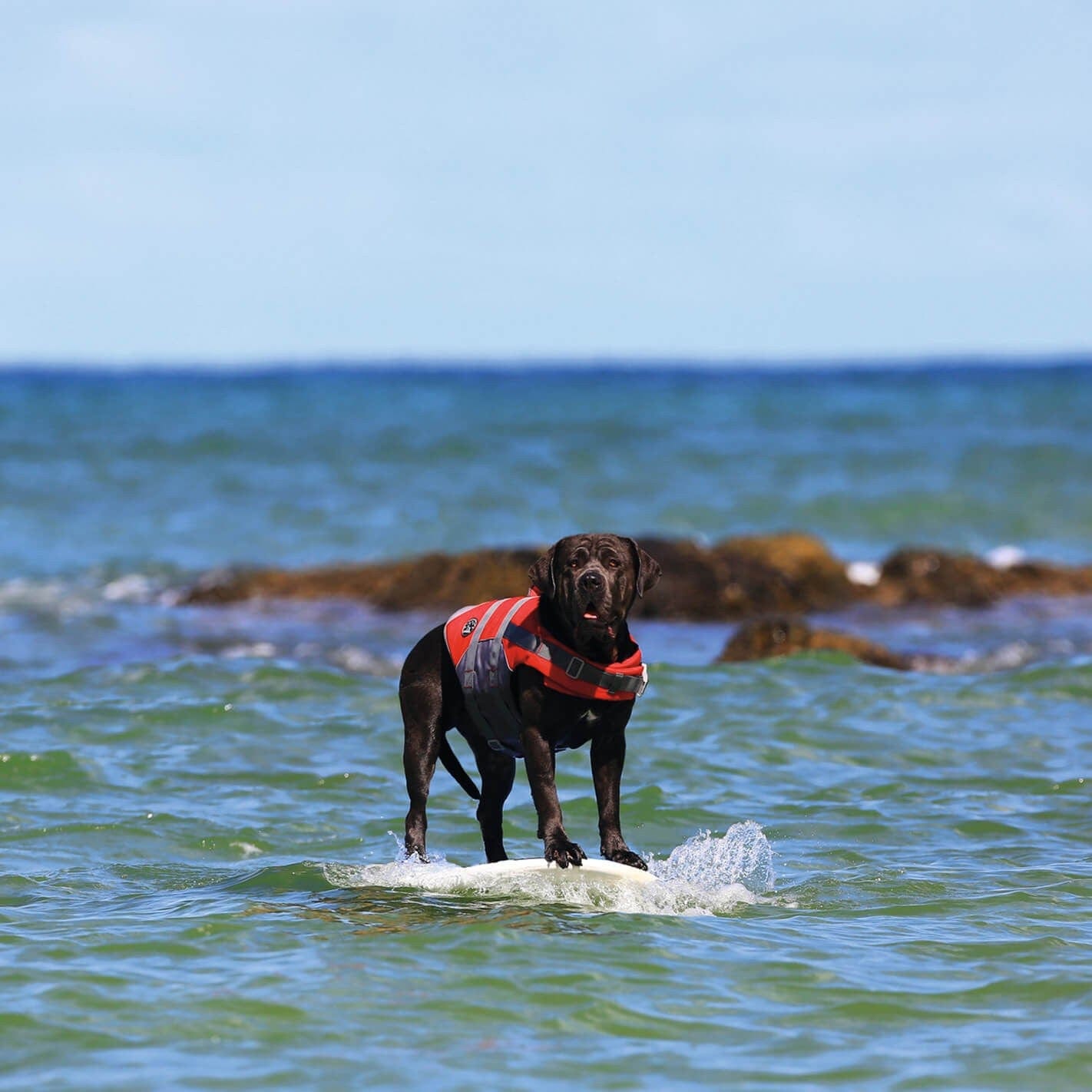 Gilet de sauvetage chien