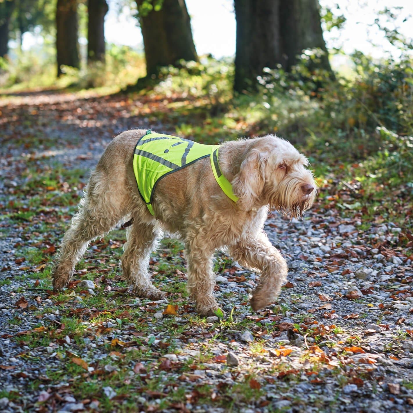 Gilet réfléchissant chien
