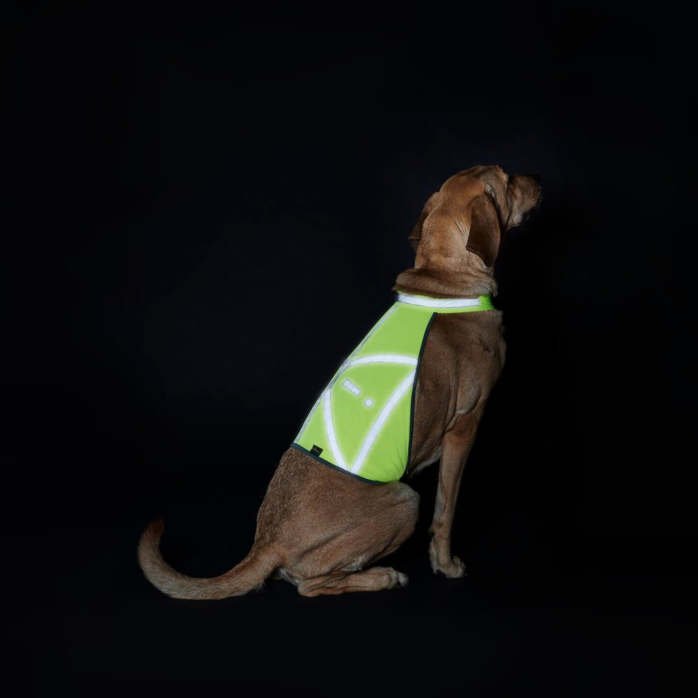 Gilet réfléchissant chien