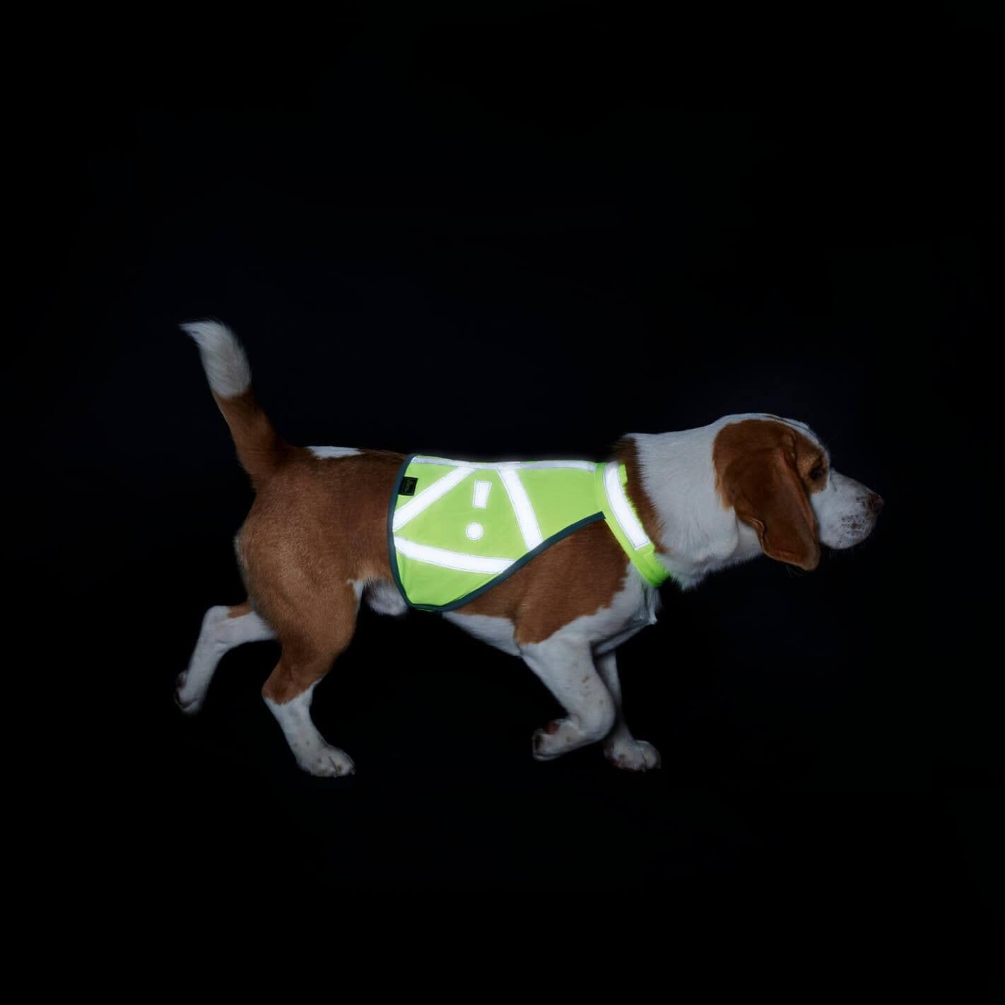 Gilet réfléchissant chien