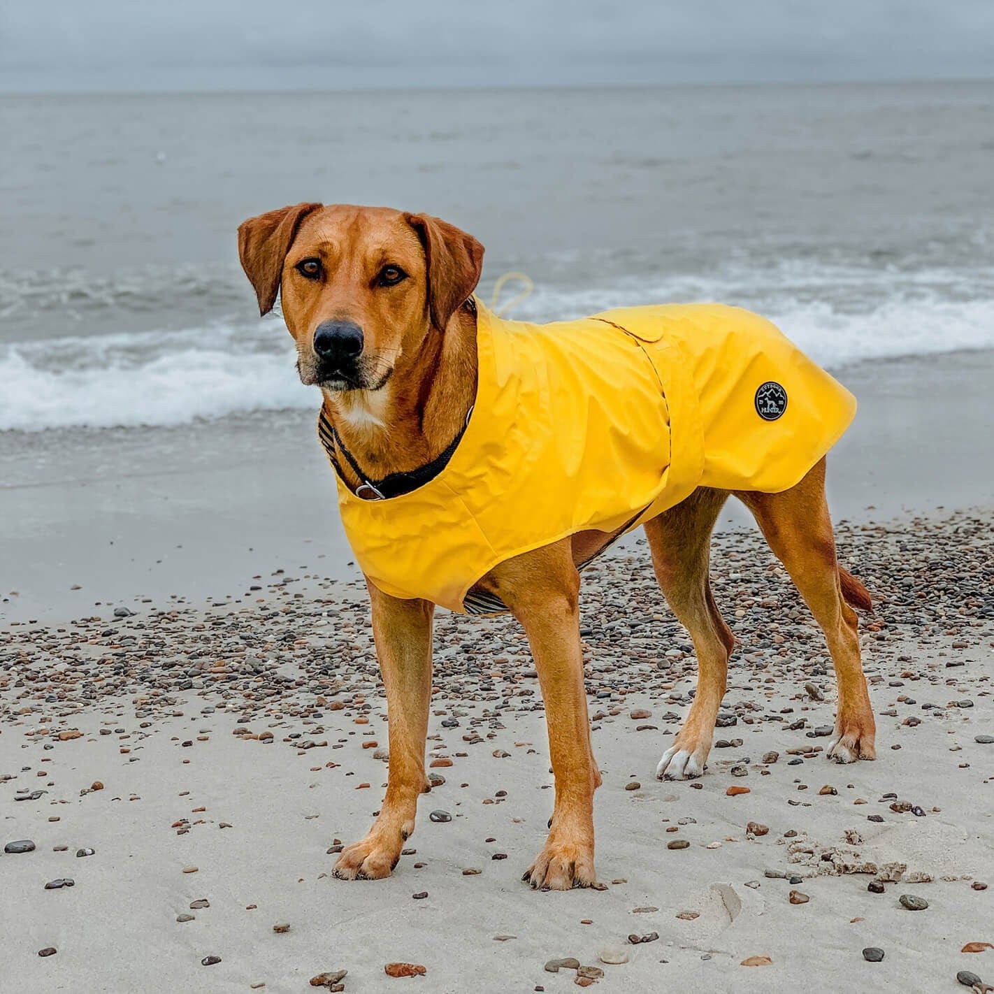 Imperméable pour chien
