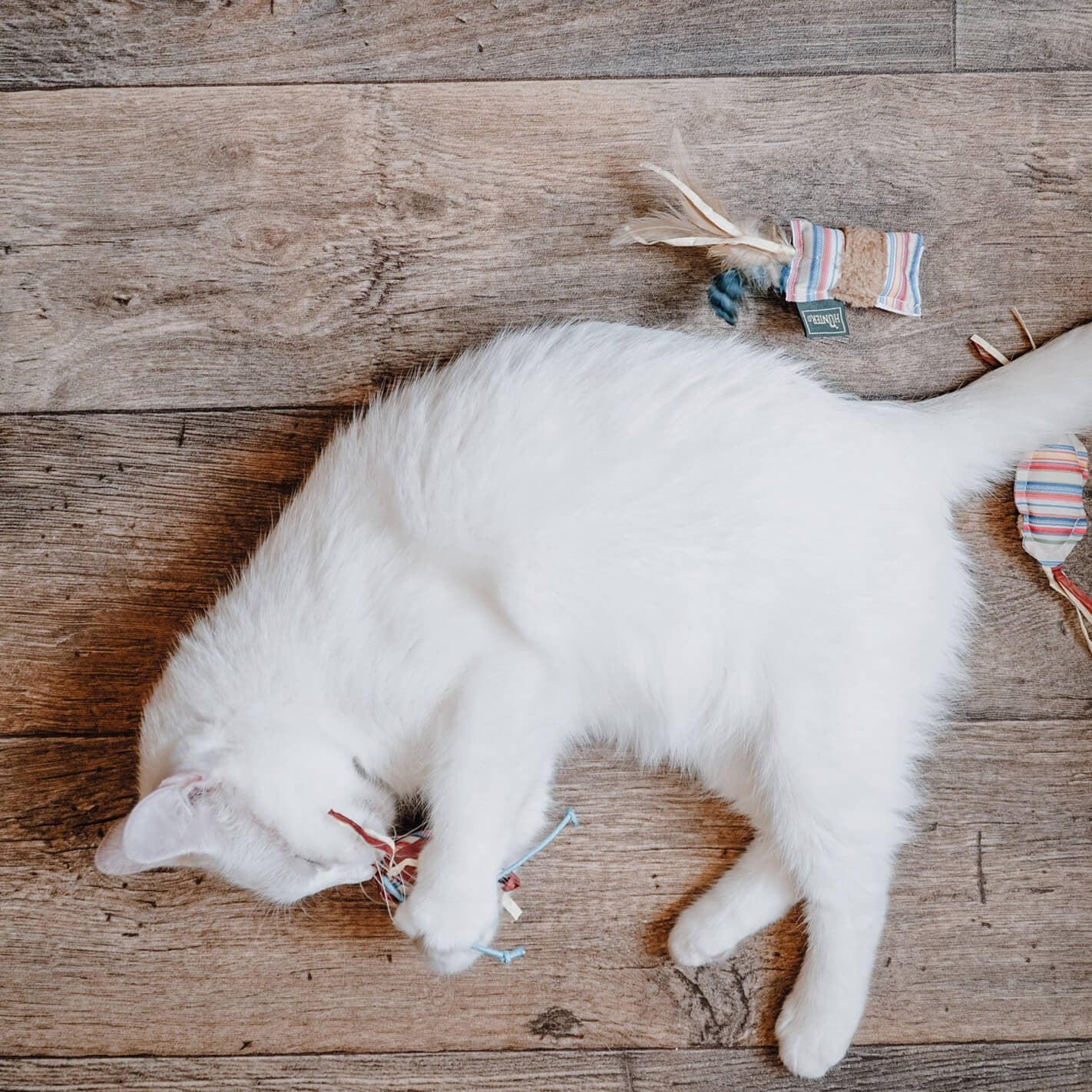 image d'un chat avec le jouet