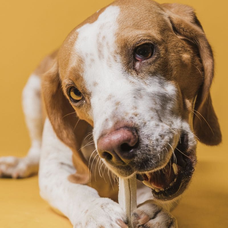 Comment choisir des friandises saines pour chien : guide complet