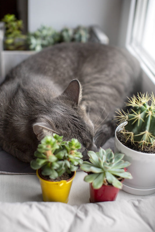 Comment rafraîchir son chat en été ? - Kyco