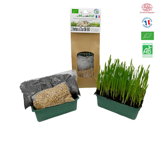 Kit herbe à chat bio et sans pesticide