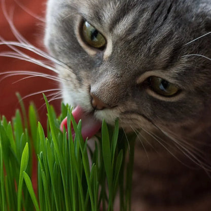 Kit herbe à chat bio et sans pesticide