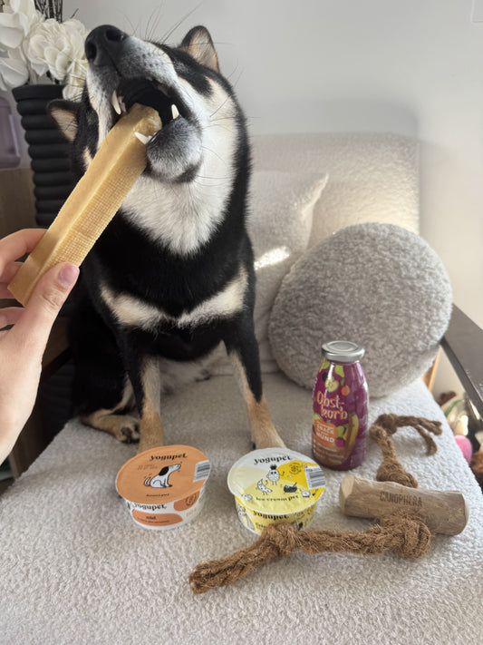 Kit gourmand pour chien