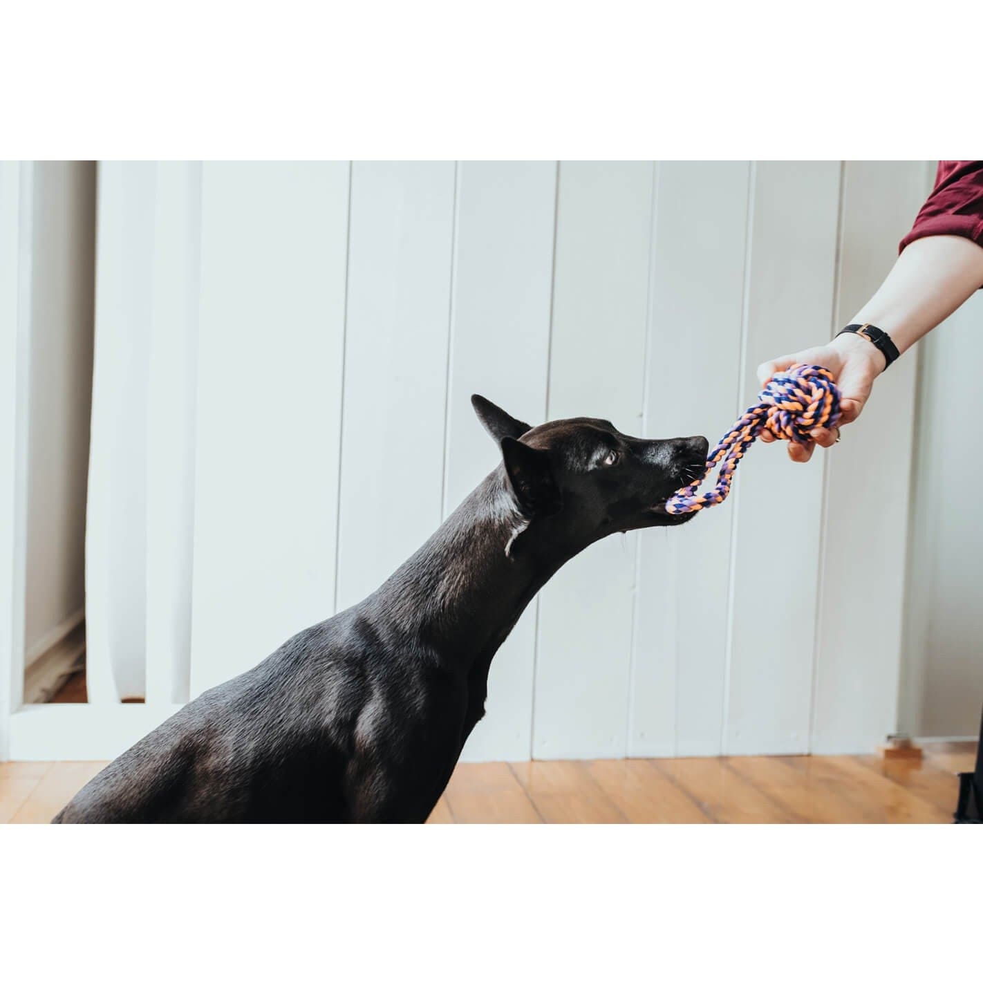 Corde de mastication pour chien