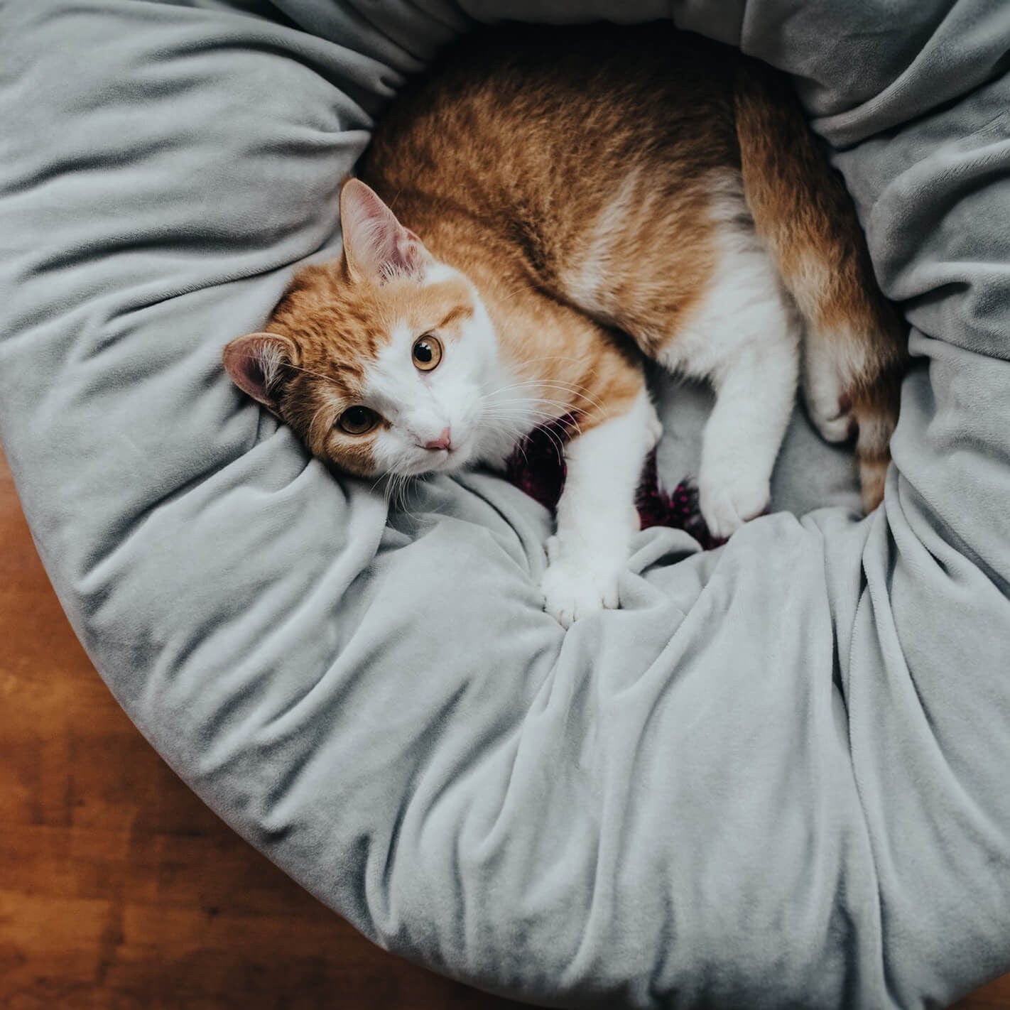 Pouf réversible chien et chat