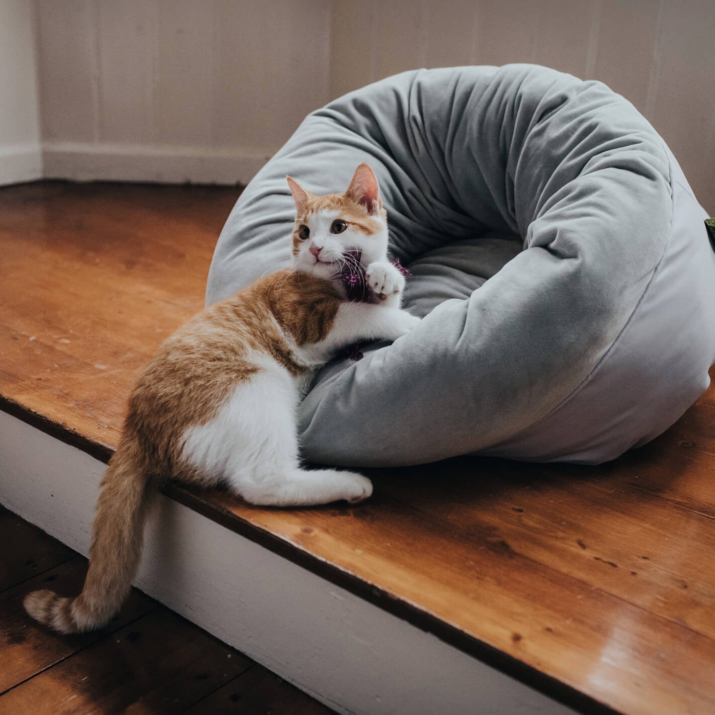 Pouf réversible chien et chat