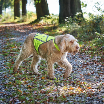 Gilet réfléchissant chien