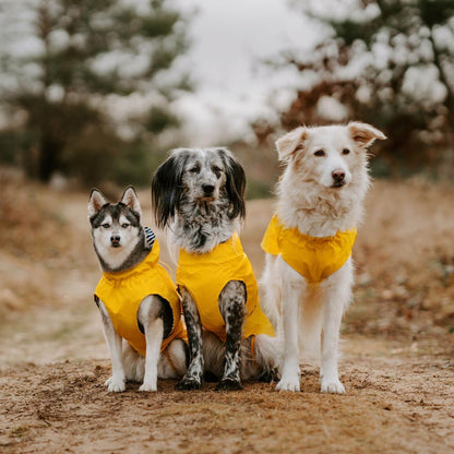 Imperméable pour chien