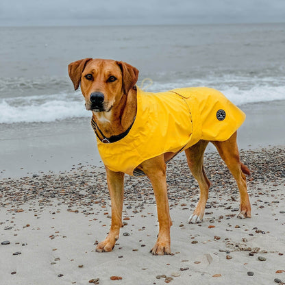 Imperméable pour chien