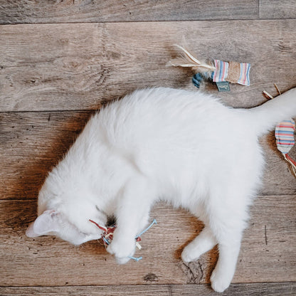 image d'un chat avec le jouet